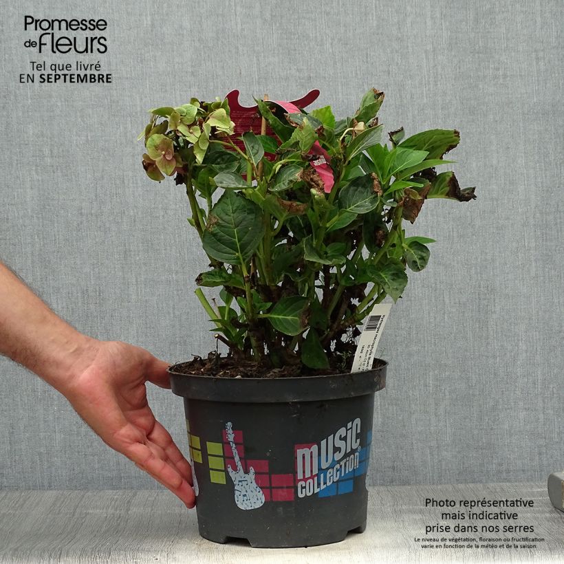 Spécimen de Hortensia - Hydrangea macrophylla Pink Pop tel que livré en automne