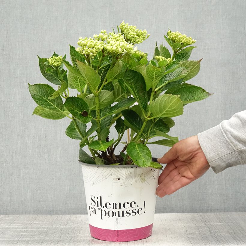 Spécimen de Hortensia - Hydrangea macrophylla Pinky Binder - Pot de 4L/5L tel que livré au printemps