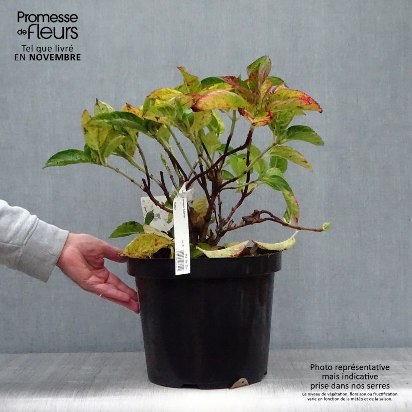 Spécimen de Hortensia - Hydrangea macrophylla Rotschwanz  tel que livré en automne