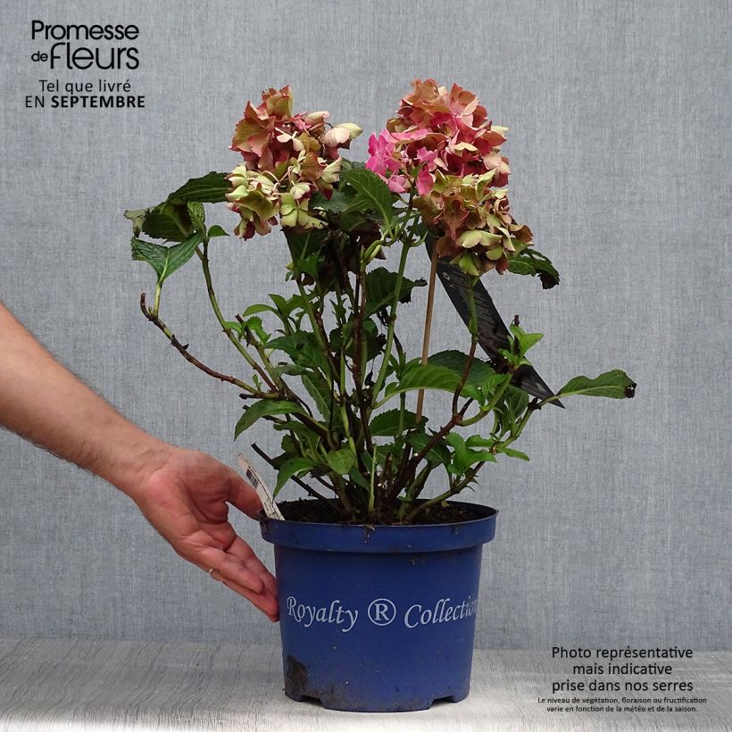 Spécimen de Hortensia - Hydrangea macrophylla Selma tel que livré en automne