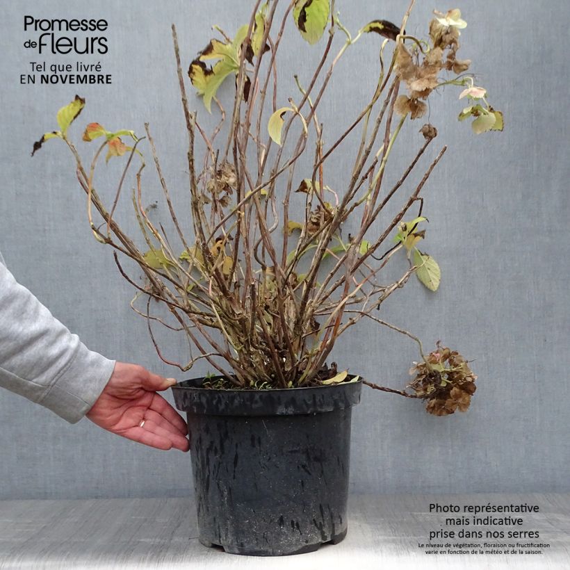 Spécimen de Hortensia - Hydrangea macrophylla Sœur Thérèse tel que livré en automne