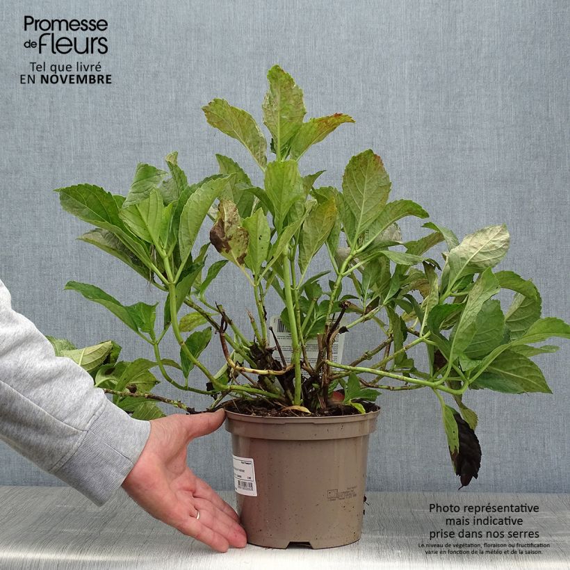 Spécimen de Hortensia - Hydrangea macrophylla Sœur Thérèse tel que livré en automne