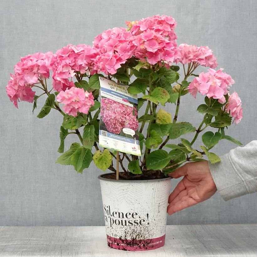 Spécimen de Hortensia - Hydrangea macrophylla Stellar Rose - Pot de 4L/5L tel que livré en été