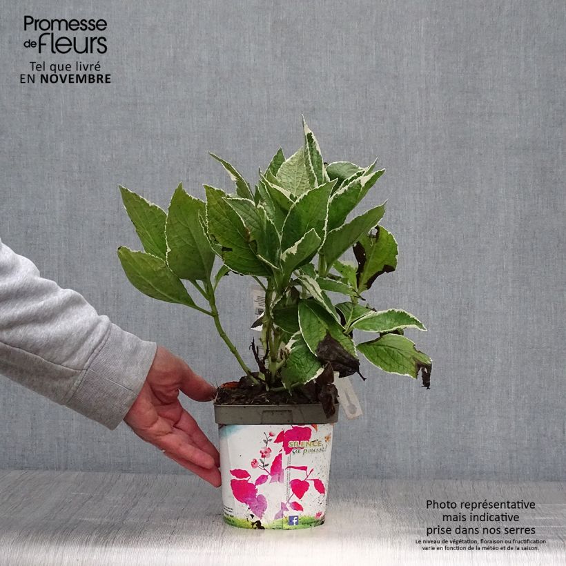 Spécimen de Hortensia - Hydrangea macrophylla Tricolor tel que livré en automne