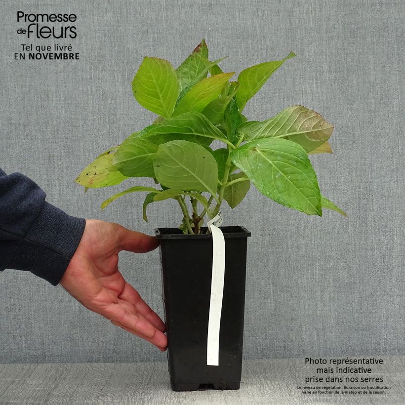 Spécimen de Hortensia - Hydrangea macrophylla You and Me Romance tel que livré en automne