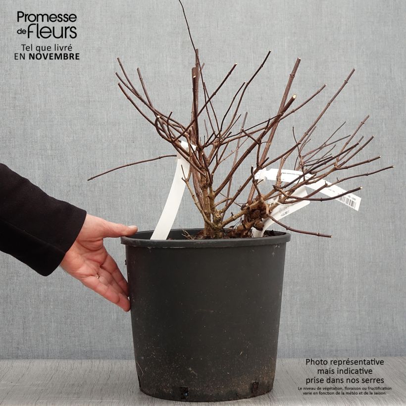 Spécimen de Hydrangea paniculata Diamant Rouge - Hortensia paniculé tel que livré en automne