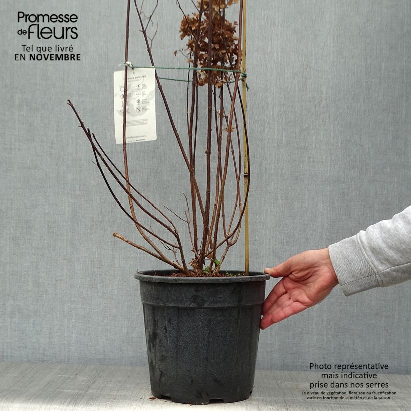 Spécimen de Hydrangea paniculata Fraise Melba - Hortensia paniculé tel que livré en automne