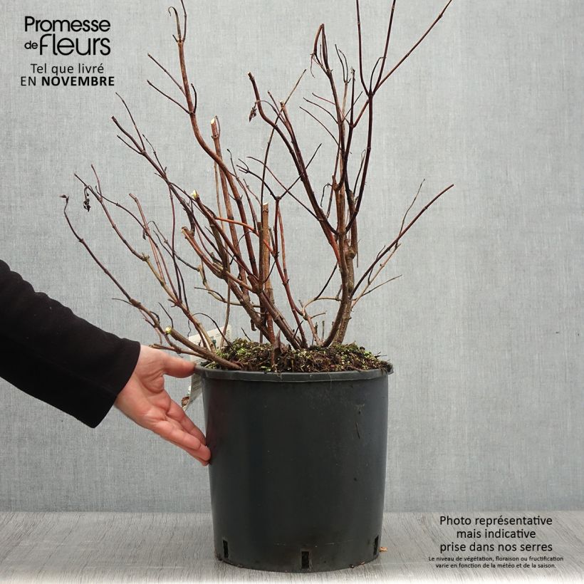 Spécimen de Hortensia - Hydrangea paniculata Levana en pot de 10 L tel que livré en automne