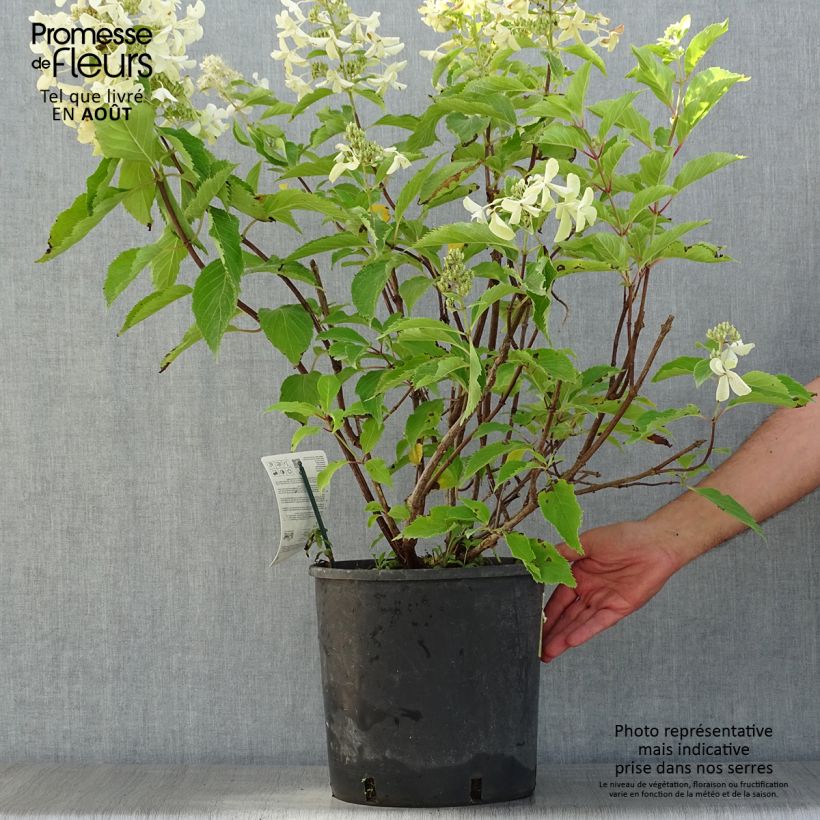 Spécimen de Hydrangea paniculata Levana - Hortensia paniculé tel que livré en été