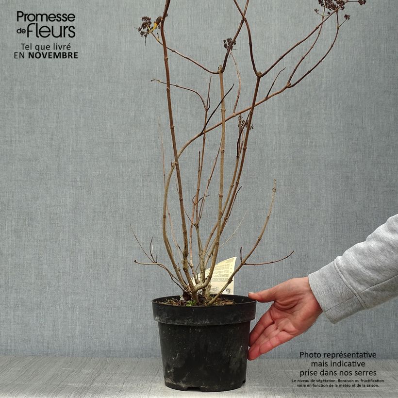 Spécimen de Hydrangea paniculata Levana - Hortensia paniculé tel que livré en automne