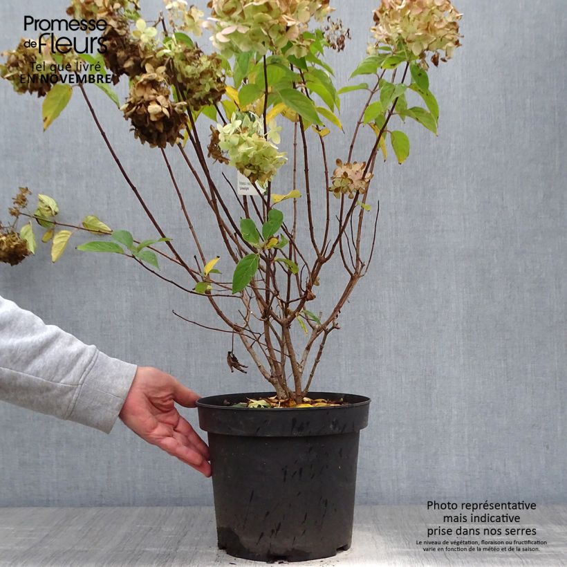 Spécimen de Hydrangea paniculata Limelight - Hortensia paniculé tel que livré en automne