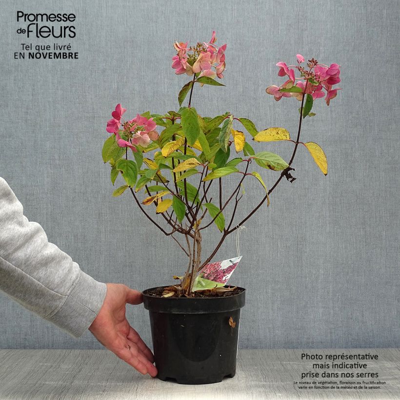Spécimen de Hydrangea paniculata Mega Mindy - Hortensia paniculé tel que livré en automne