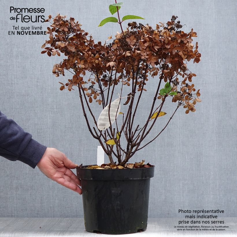 Spécimen de Hydrangea paniculata Pastelgreen - Hortensia paniculé tel que livré en automne