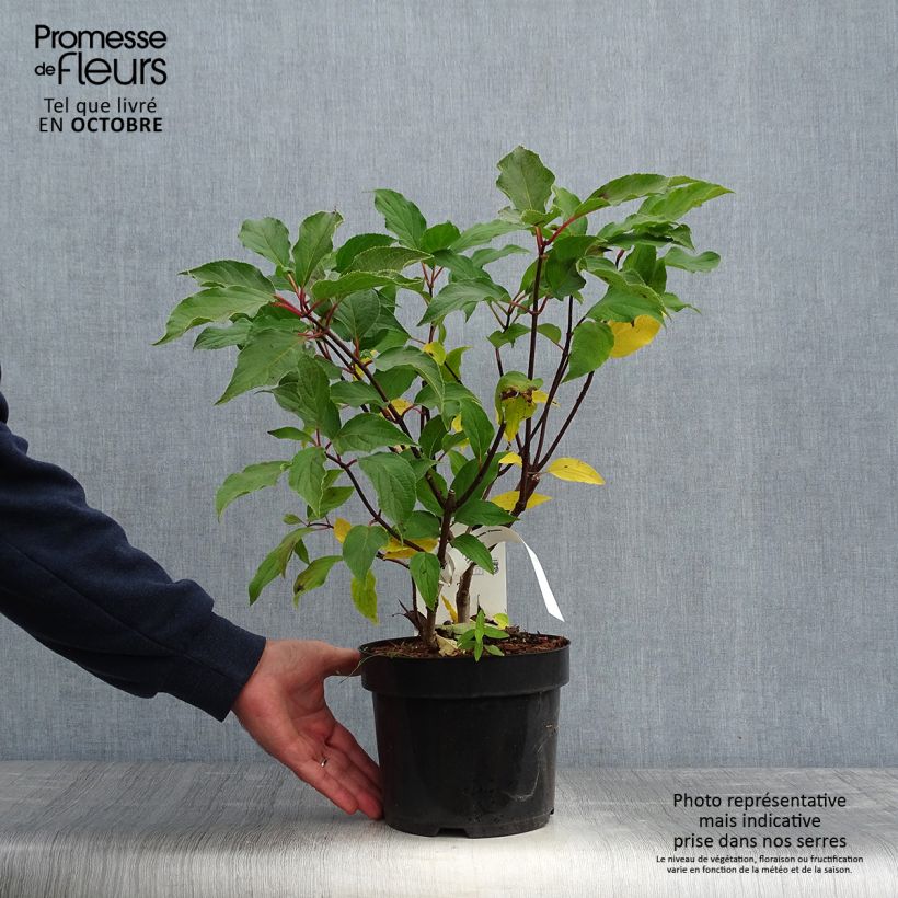 Spécimen de Hydrangea paniculata Phantom - Hortensia paniculé tel que livré en automne
