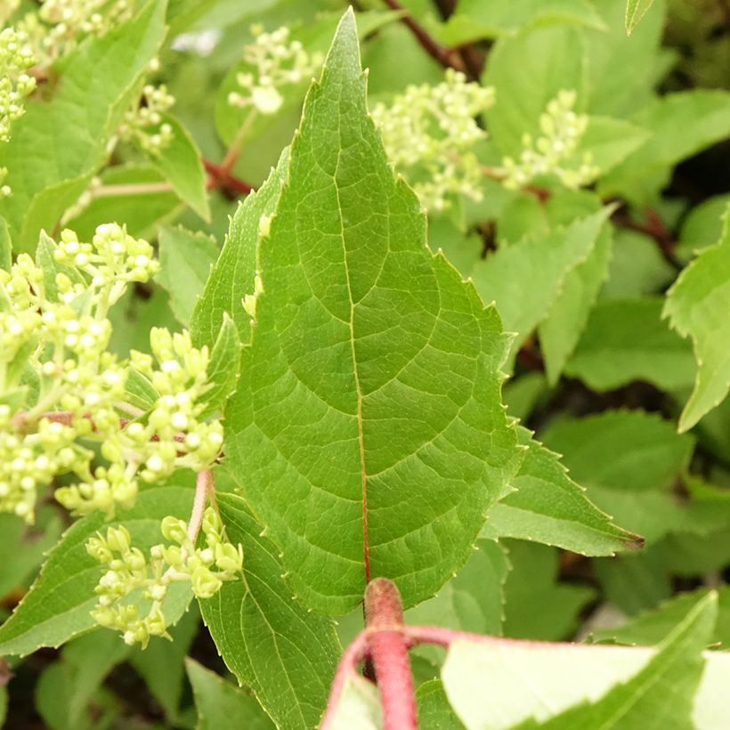 Hydrangea paniculata Pinkachu - Hortensia paniculé (Feuillage)