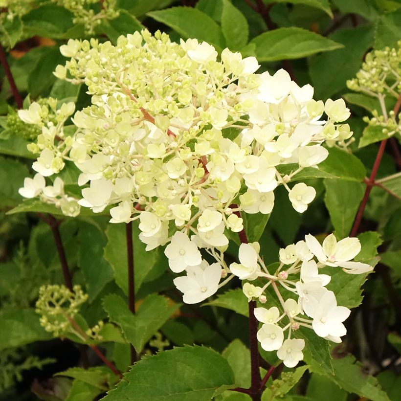 Hydrangea paniculata Pinkachu - Hortensia paniculé (Floraison)