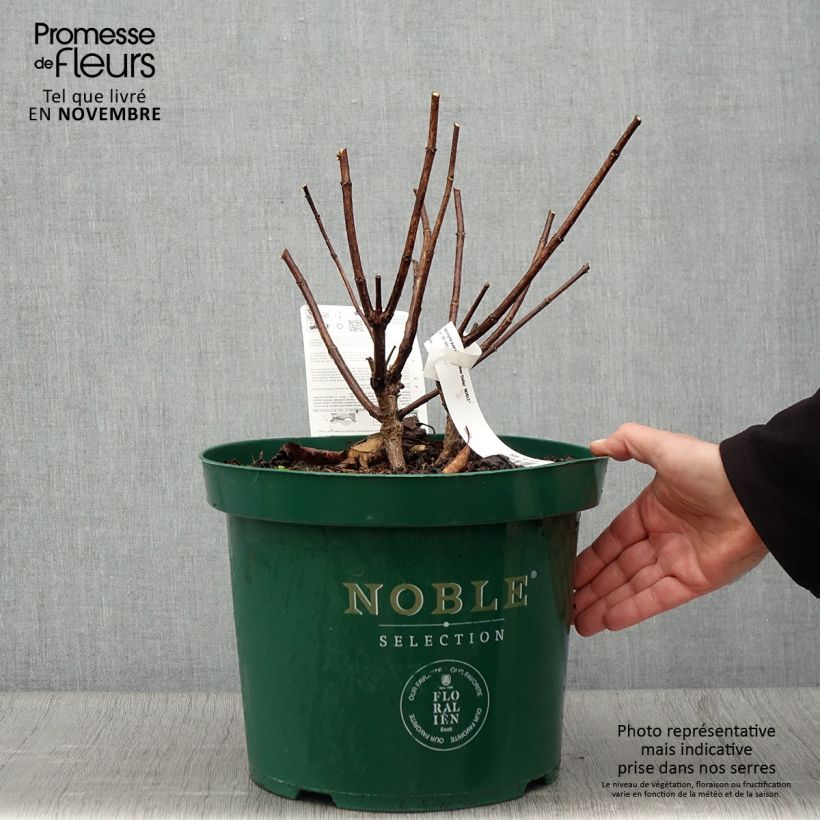 Spécimen de Hydrangea paniculata Silver Dollar - Hortensia paniculé tel que livré en automne