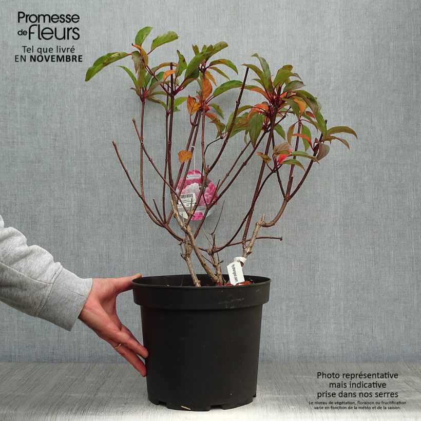 Spécimen de Hortensia - Hydrangea paniculata Vanille Fraise en pot de 10L tel que livré en automne