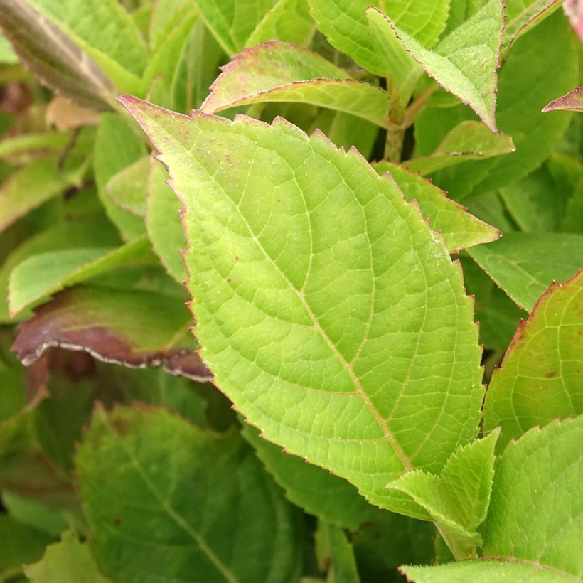 Hortensia - Hydrangea serrata Cotton Candy (Feuillage)