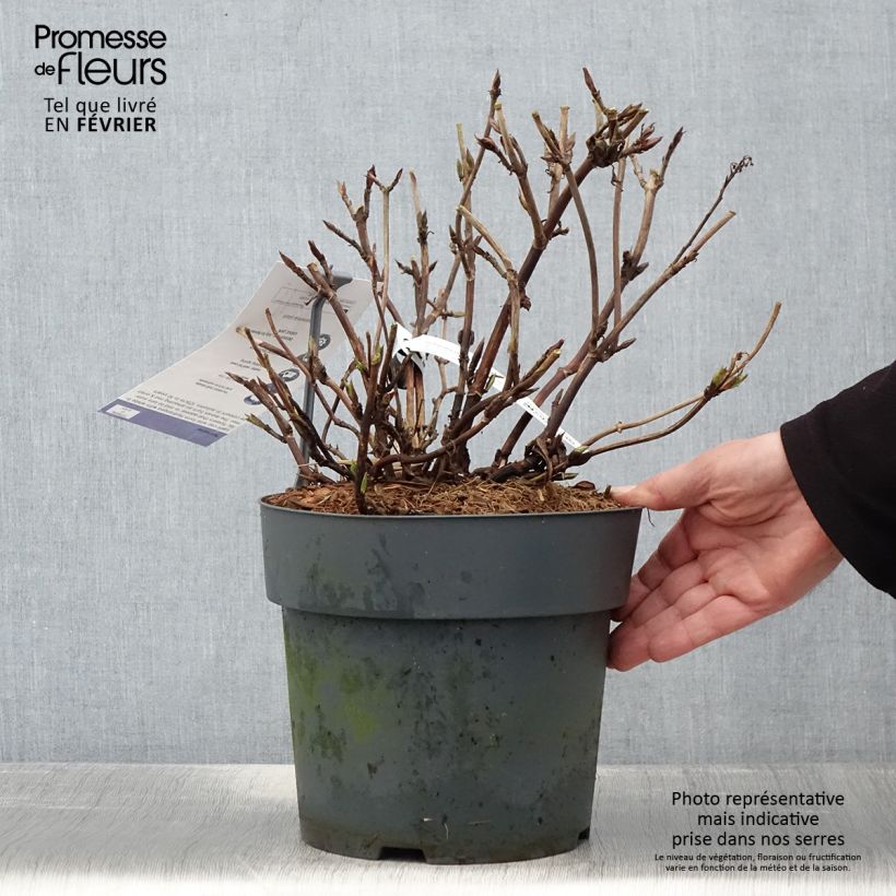 Spécimen de Hortensia - Hydrangea serrata Koreana tel que livré en hiver