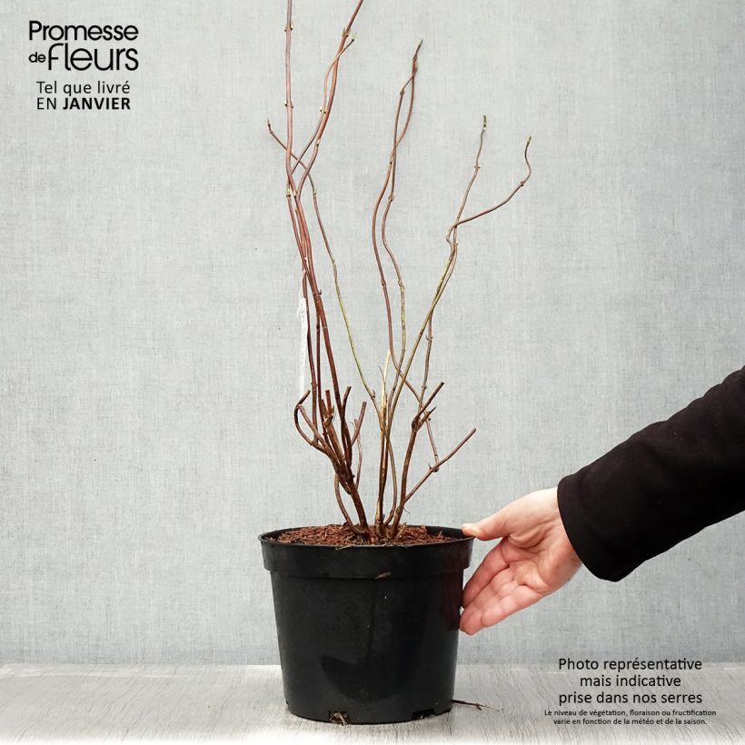 Spécimen de Hortensia - Hydrangea serrata Oamacha tel que livré en hiver
