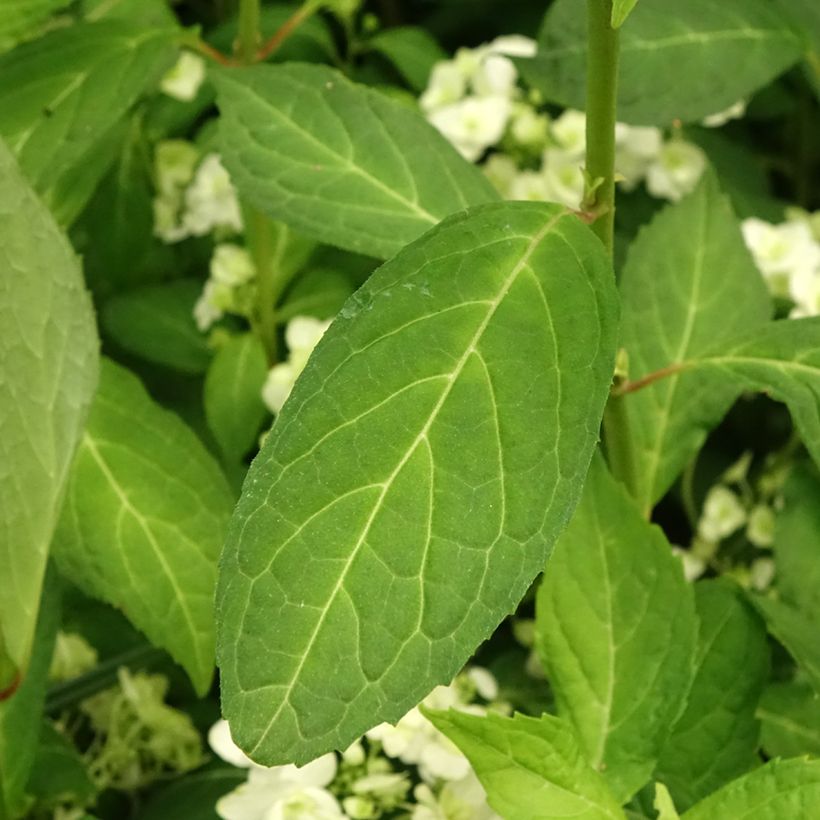 Hortensia - Hydrangea serrata White on White (Feuillage)