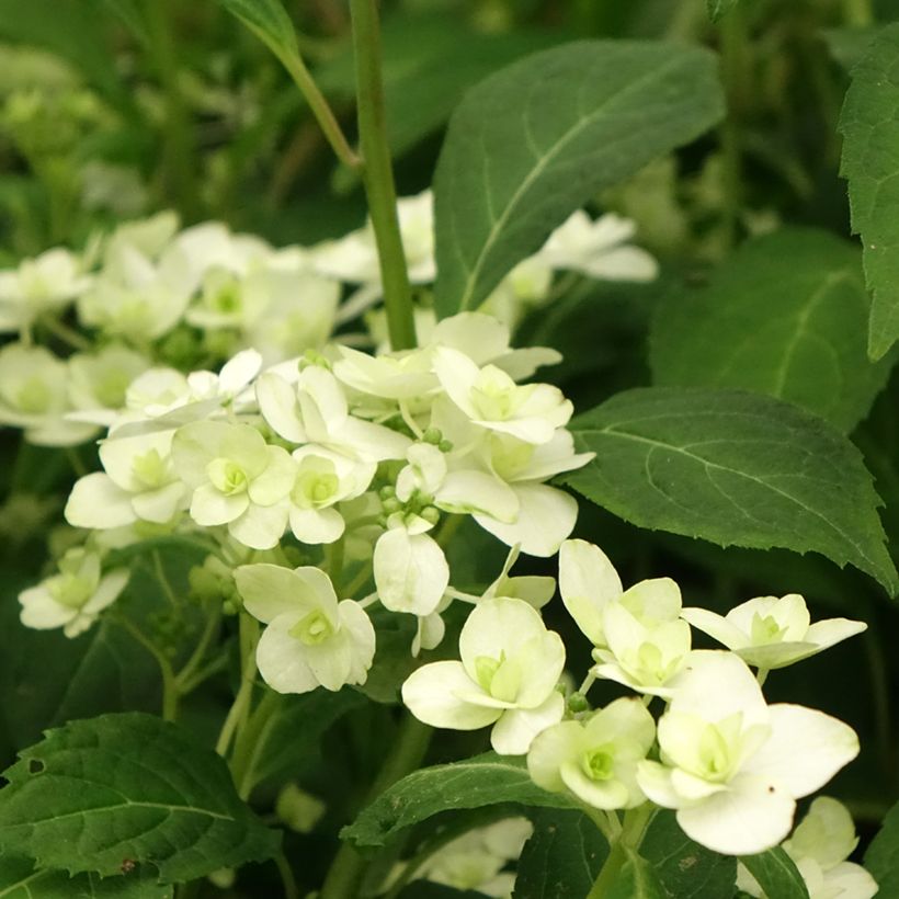 Hortensia - Hydrangea serrata White on White (Floraison)