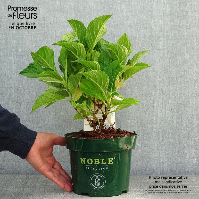 Spécimen de Hortensia macrophylla Belle Séduction en pot de 3/4L tel que livré en automne