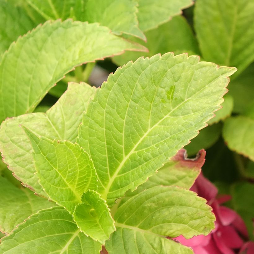 Hortensia macrophylla Eughen Hahn (Feuillage)