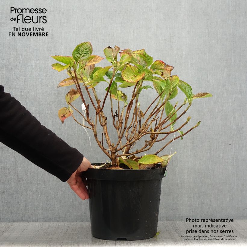 Spécimen de Hortensia macrophylla King George V en pot de 7,5l/10l tel que livré en automne