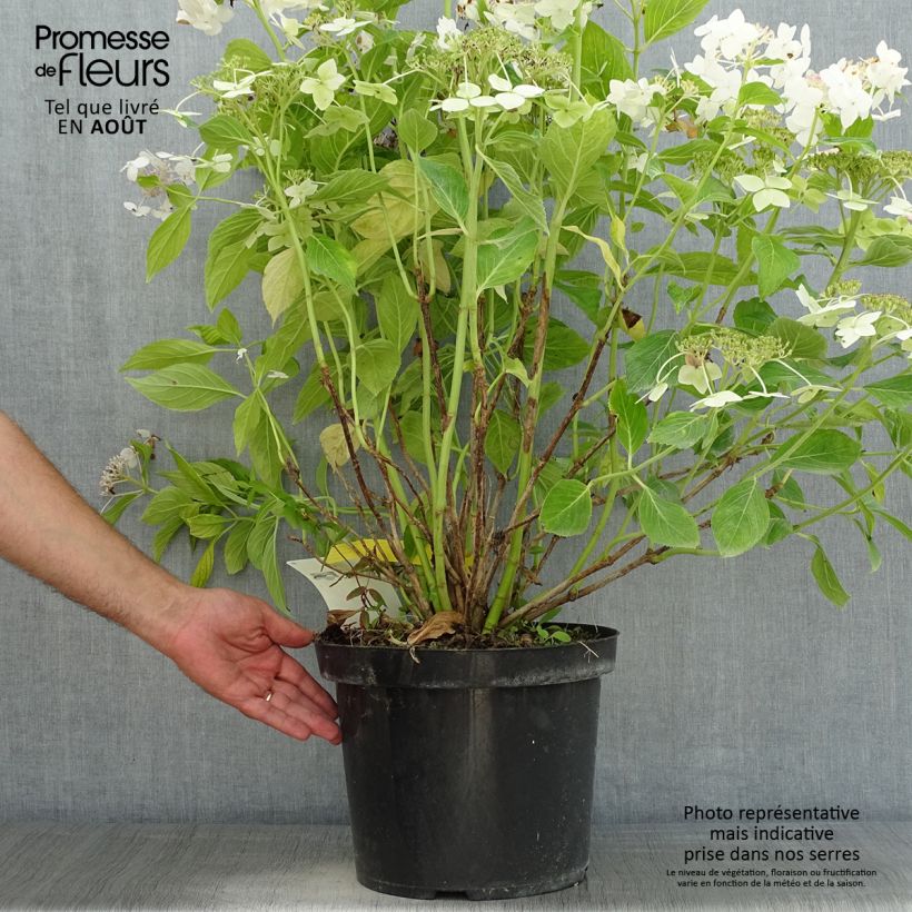 Spécimen de Hortensia macrophylla Lanarth White tel que livré en été