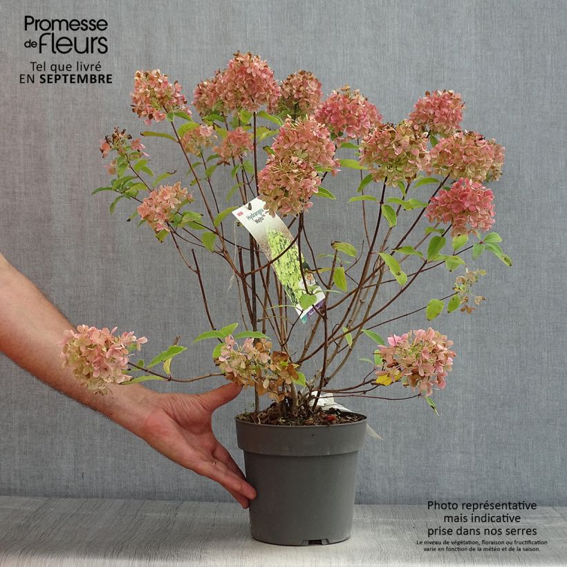 Spécimen de Hydrangea paniculata Mojito - Hortensia paniculé tel que livré en été