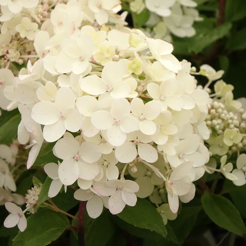 Hydrangea paniculata Petite Star - Hortensia paniculé (Floraison)