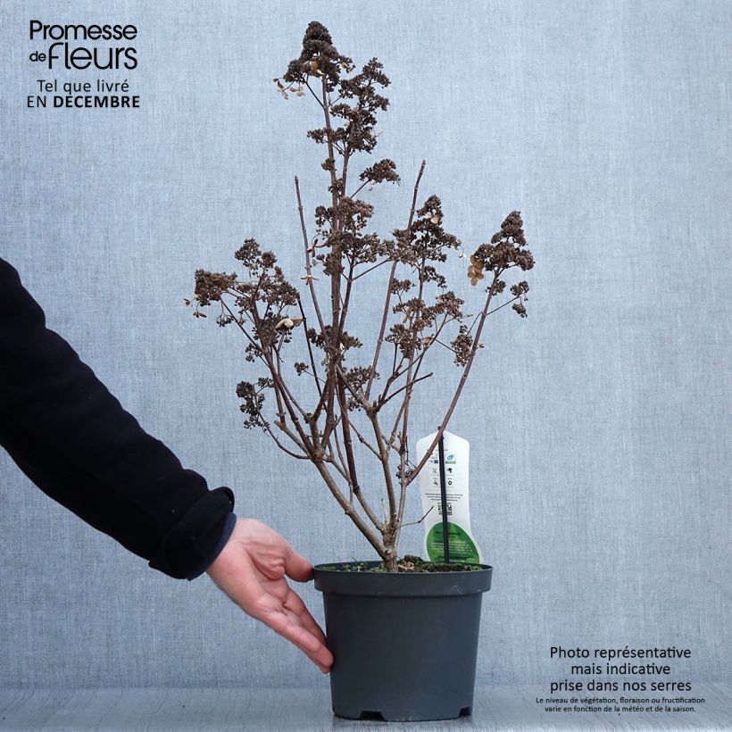 Spécimen de Hortensia paniculé - Hydrangea paniculata Dharuma Pot de 3L tel que livré en automne