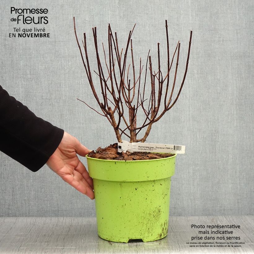 Spécimen de Hydrangea paniculata Pandora - Hortensia paniculé tel que livré en automne