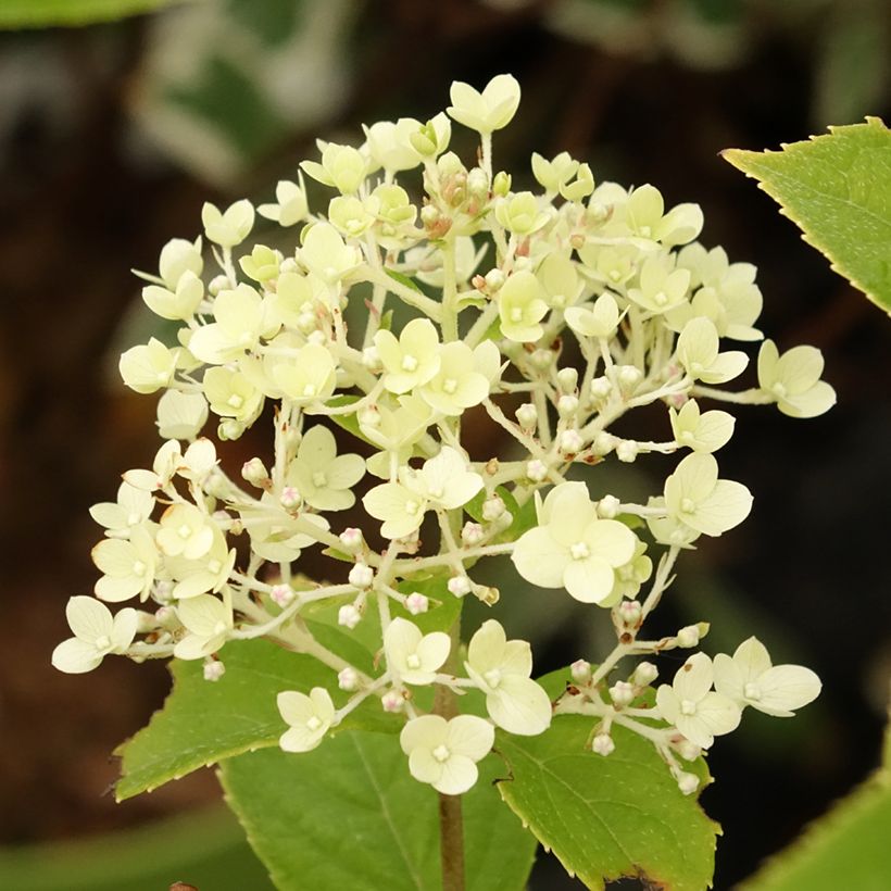 Hydrangea paniculata Pandora - Hortensia paniculé (Floraison)