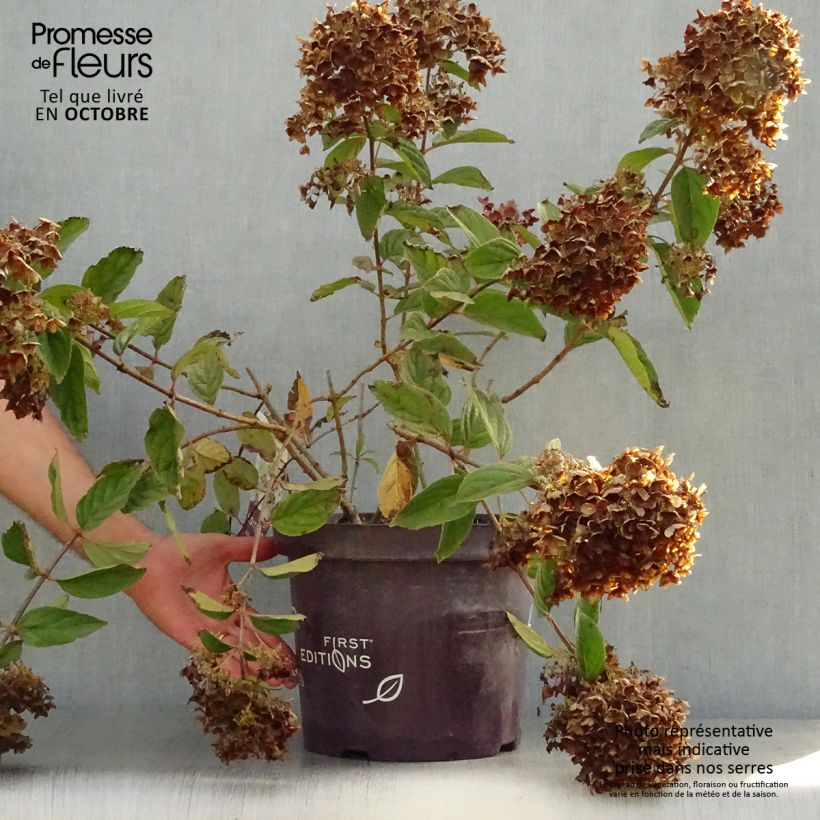 Spécimen de Hortensia paniculé - Hydrangea paniculata Tickled Pink en pot de 7,5l/10l tel que livré en automne