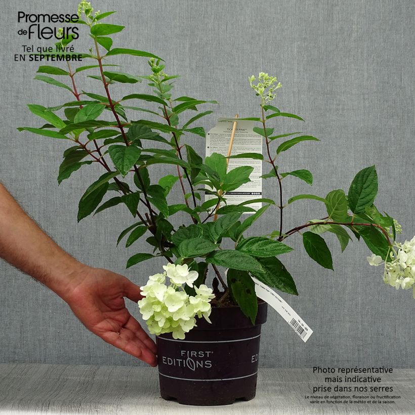 Spécimen de Hortensia paniculé - Hydrangea paniculata Tickled Pink livré en pot de 2l/3l tel que livré en automne