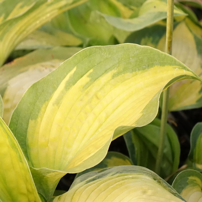 Hosta Alligator Alley (Feuillage)