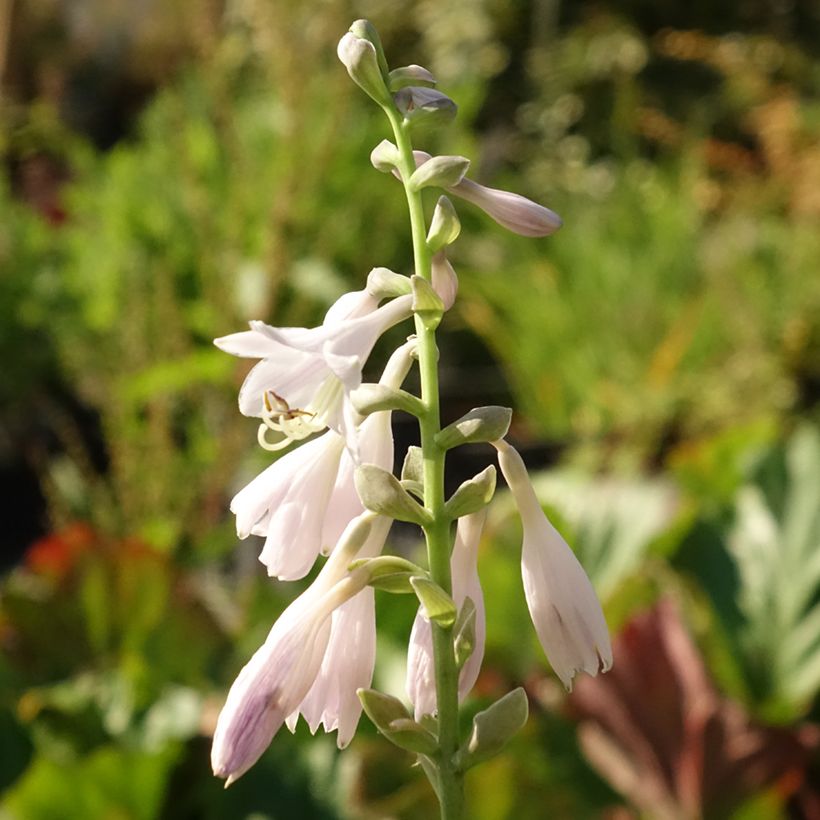 Hosta August Moon (Floraison)