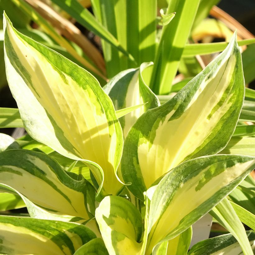 Hosta Beach Boy (Feuillage)