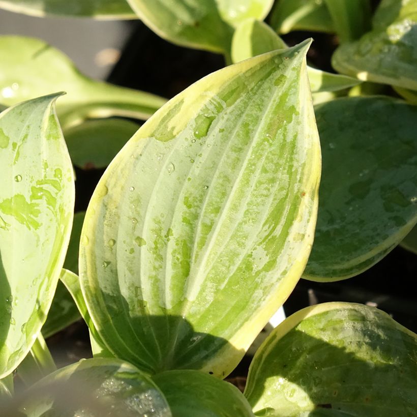 Hosta Blue Flame (Feuillage)