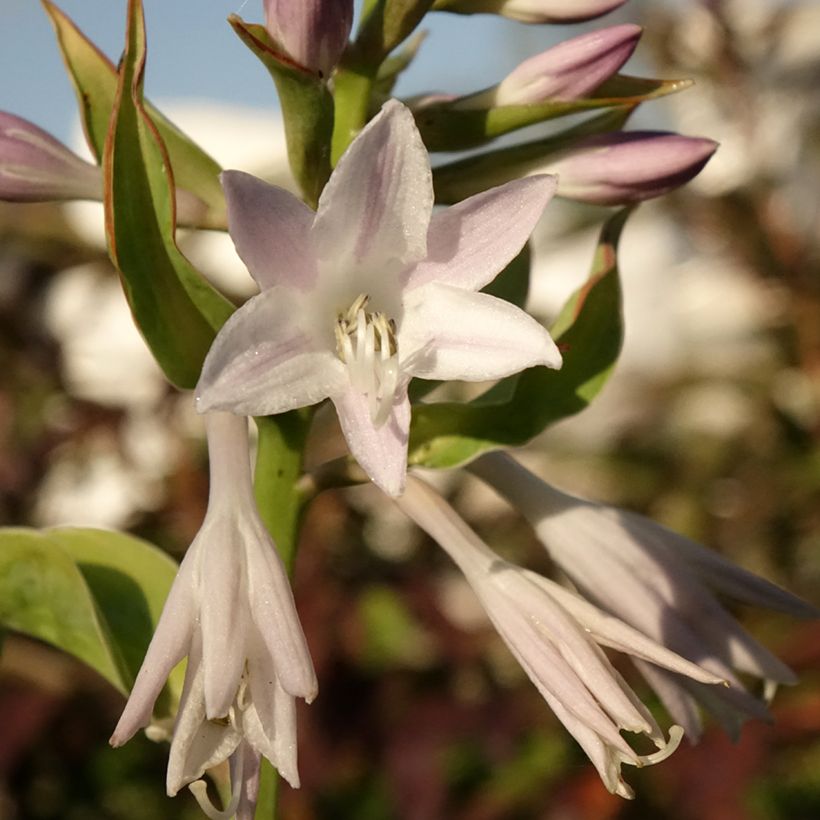 Hosta Blue Flame (Floraison)