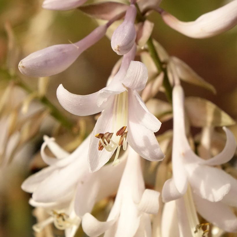 Hosta Bridal Falls (Floraison)