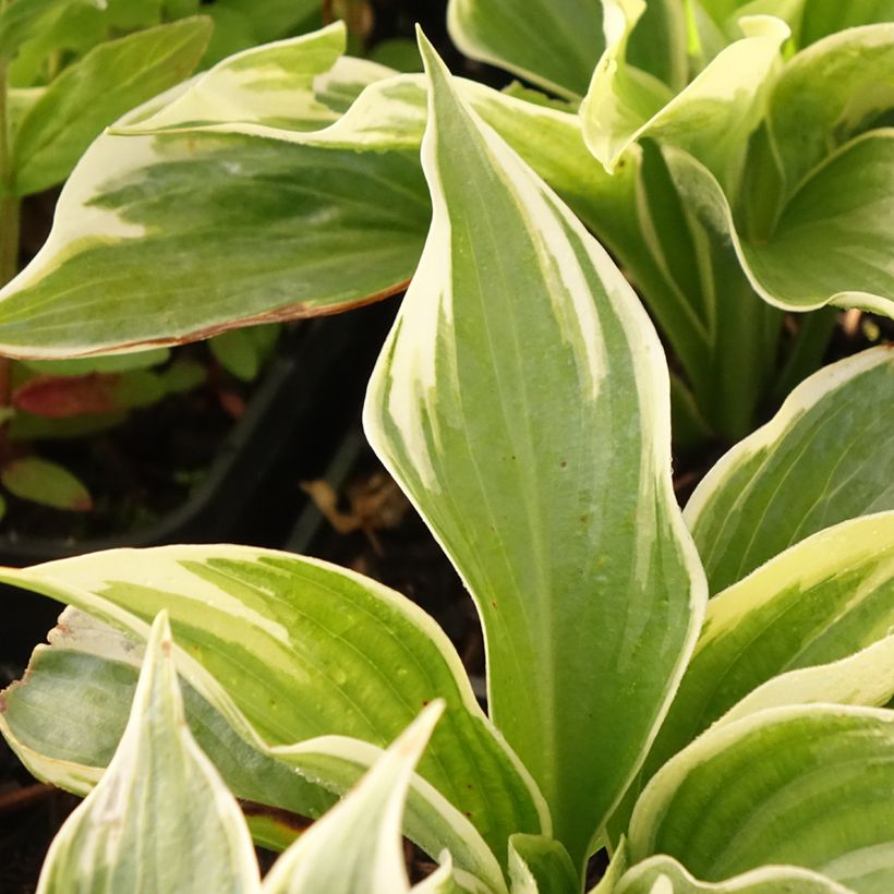 Hosta Broadway (Feuillage)