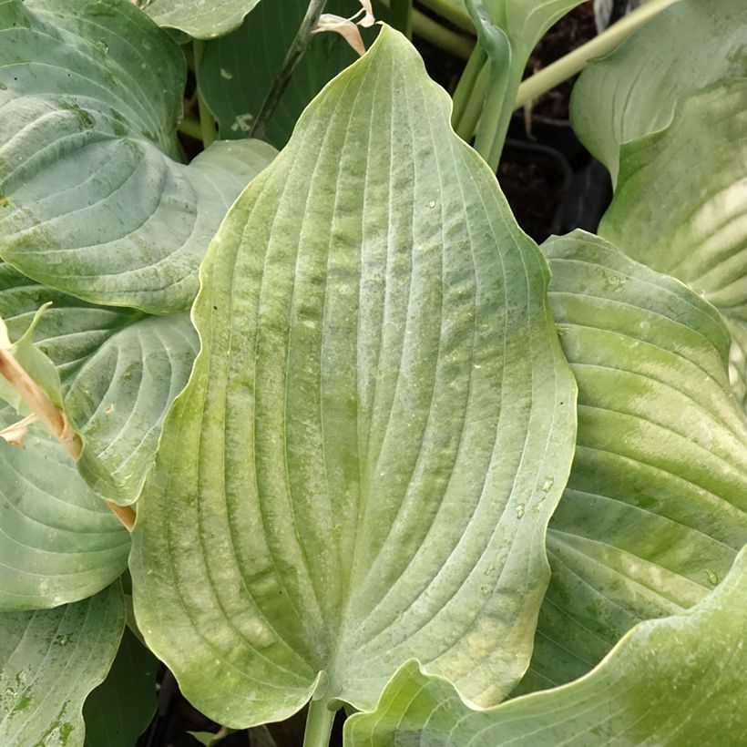 Hosta Diamond Lake (Feuillage)