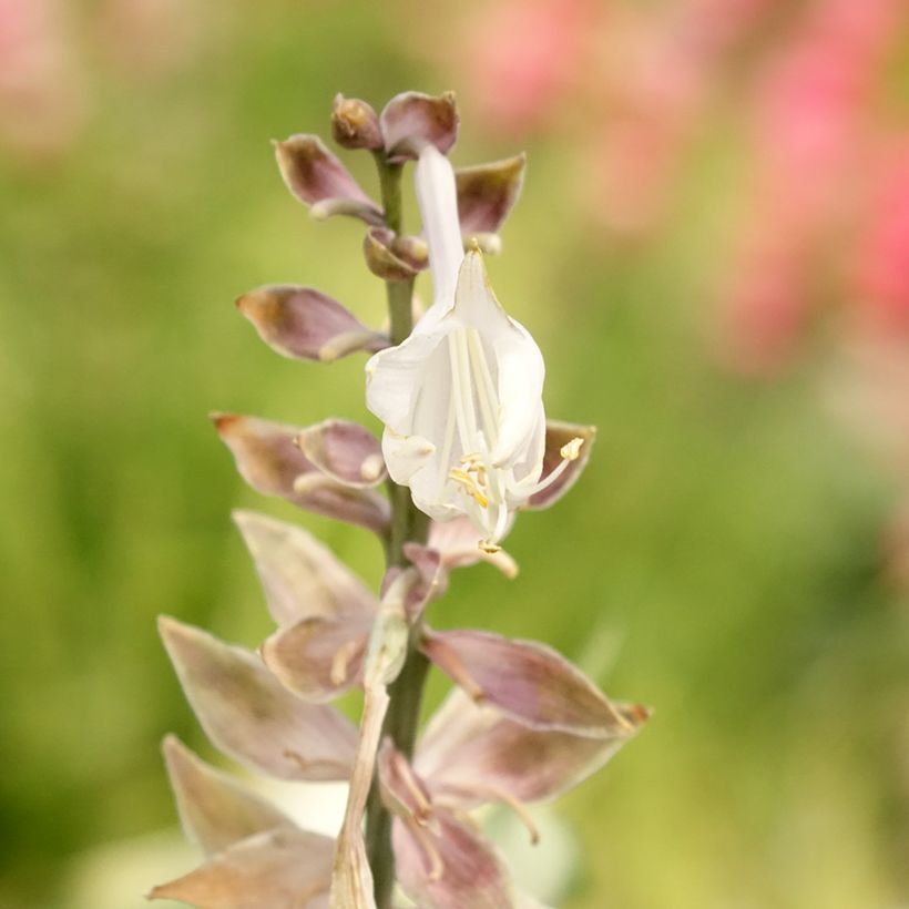 Hosta Diamond Lake (Floraison)