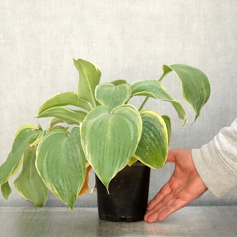 Spécimen de Hosta Earth Angel - Pot de 1,5L/2L tel que livré en automne