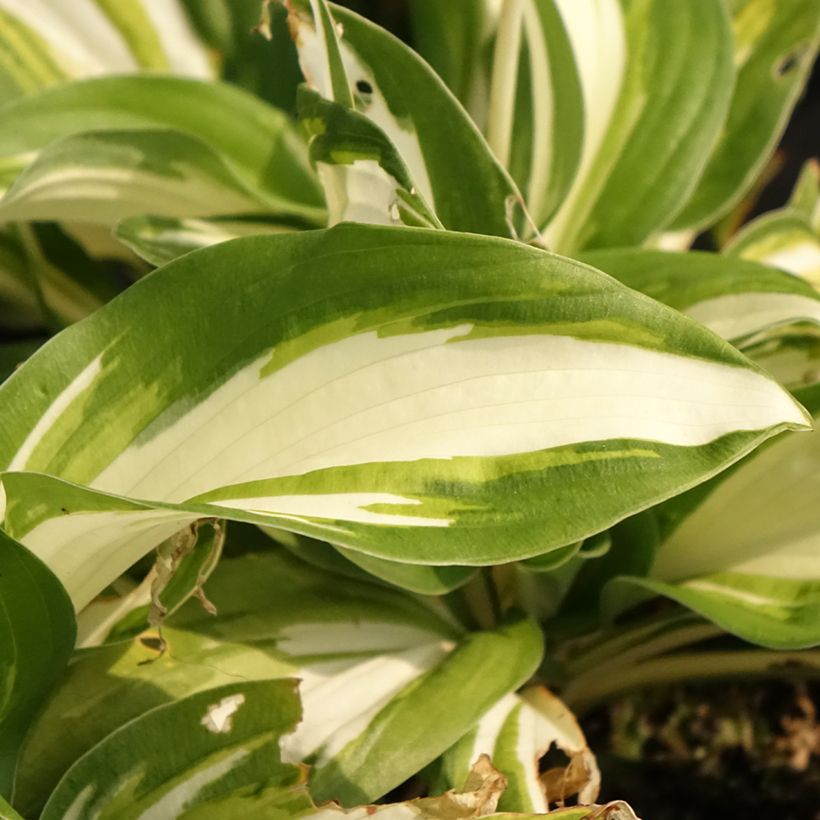 Hosta Enterprise (Feuillage)