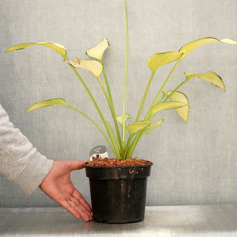 Spécimen de Hosta fortunei Gold Standard en pot de 3L tel que livré en automne